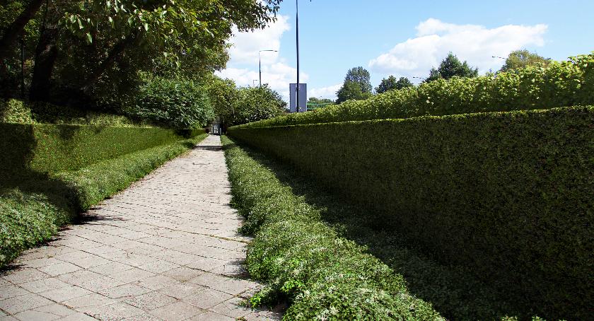 Zielona ściana na Wawelskiej