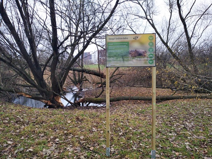 W Dolince Służewskiej stanęła tablica informacyjna o siedlisku bobrów