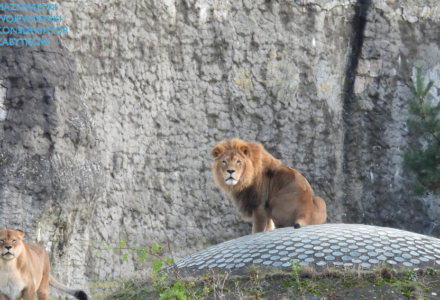 [TYLKO U NAS] Warszawskie ZOO intensywnie planuje przebudowę i dostosowywanie wybranych wybiegów zwierząt do najnowszych wymogów