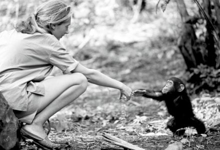 Nie żyje Jane Goodall  – to ona zobaczyła w oczach zwierząt podmiot, a nie obiekt